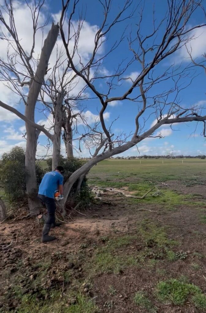 Tree Pruning Albany WA